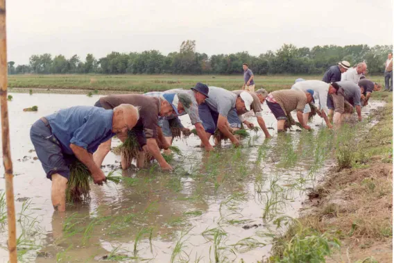 Plantada tradicional del arroz